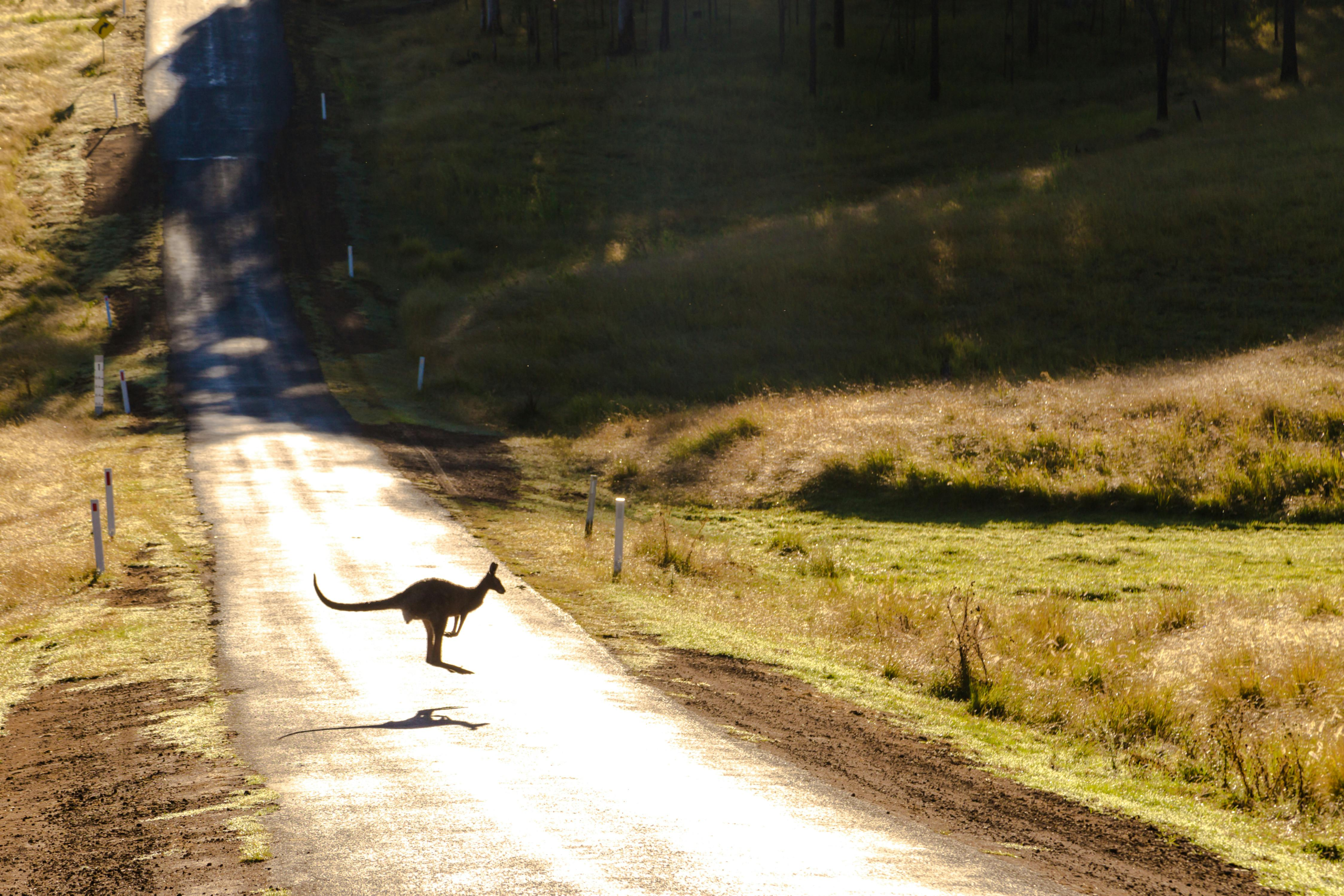 Kangaroo crossing a sunlit road